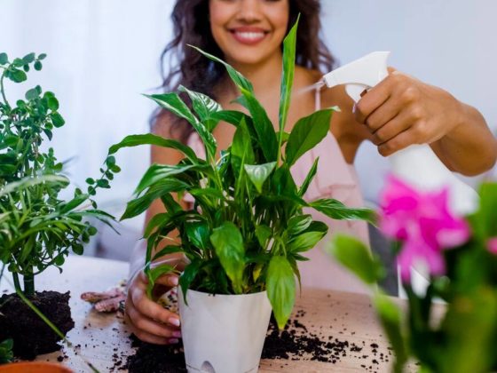 indoor plant